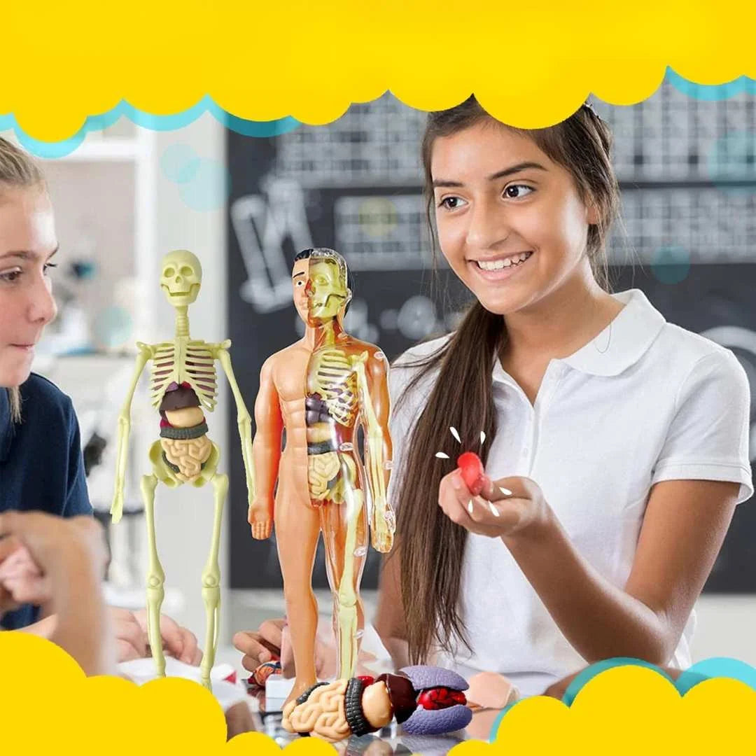 Anatomie Lernfigur