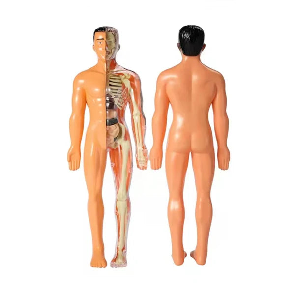 Anatomie Lernfigur
