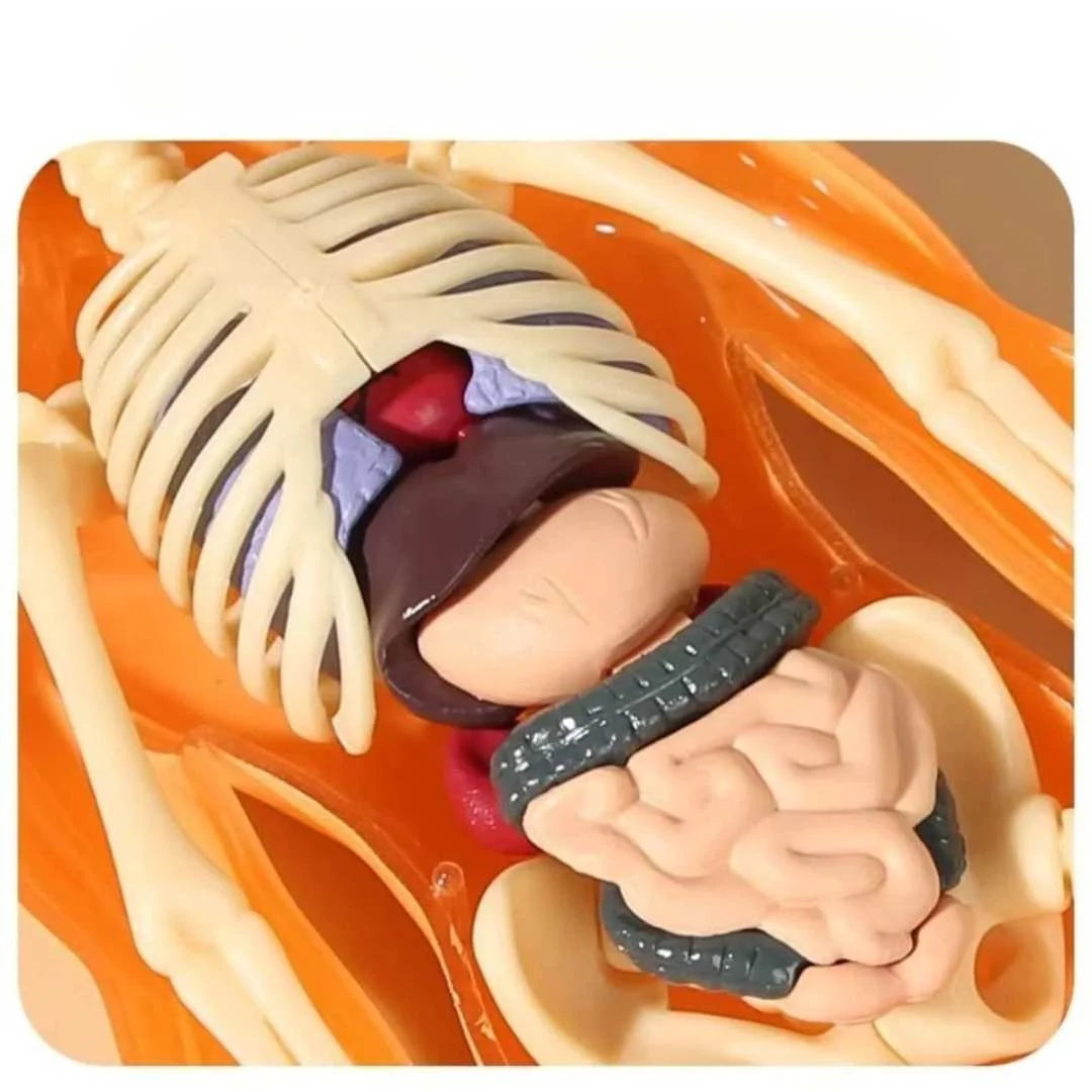 Anatomie Lernfigur