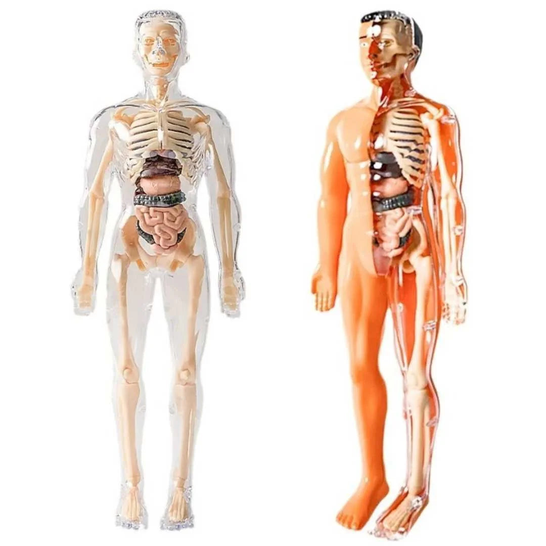 Anatomie Lernfigur