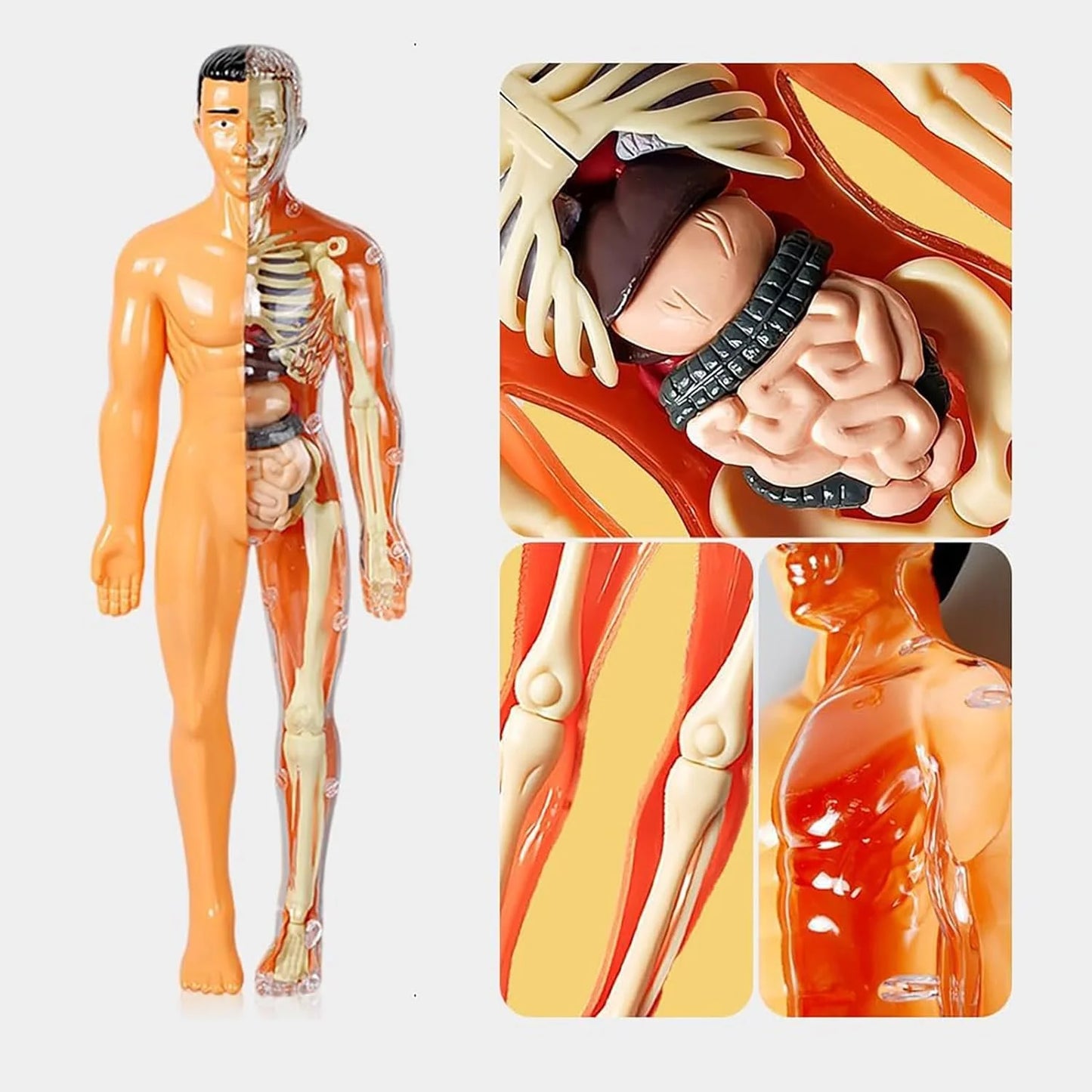 Anatomie Lernfigur